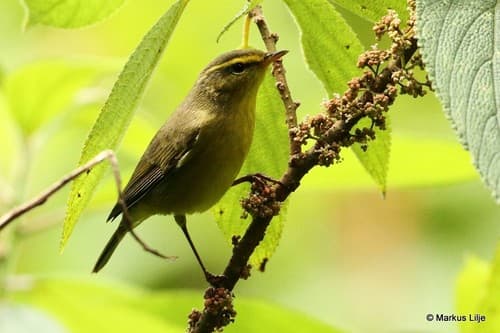 Tickell's Leaf Warbler
