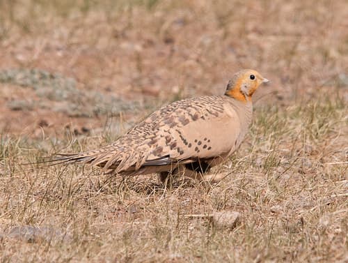 Pallas's Sandgrouse