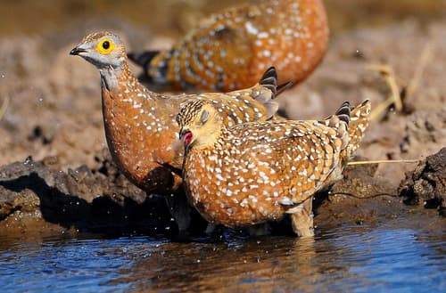 Burchell's Sandgrouse