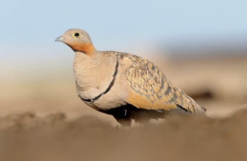 Black-bellied Sandgrouse