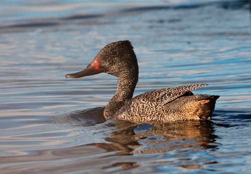 Freckled Duck