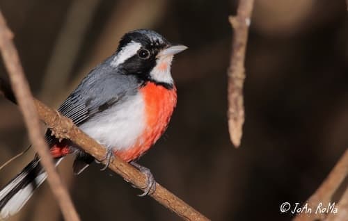 Red-breasted Chat