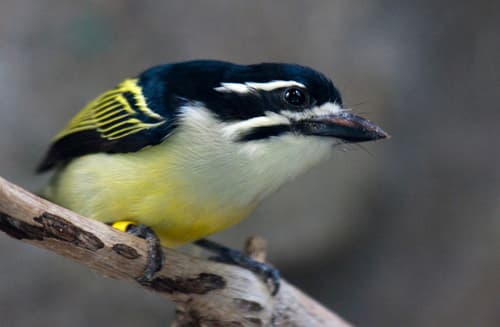 Yellow-rumped Tinkerbird