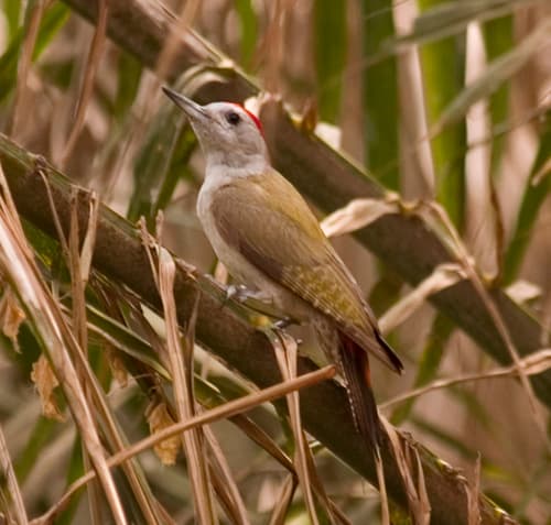 African Grey Woodpecker