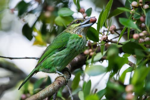 Green-eared Barbet