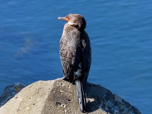 Crowned Cormorant