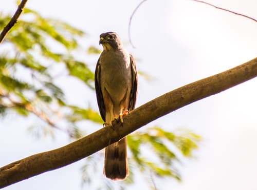 Rufous-thighed Kite