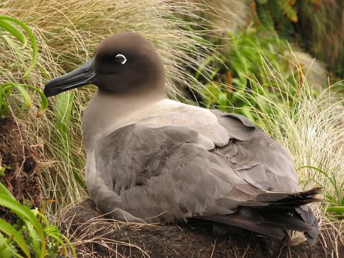 Light-mantled Albatross