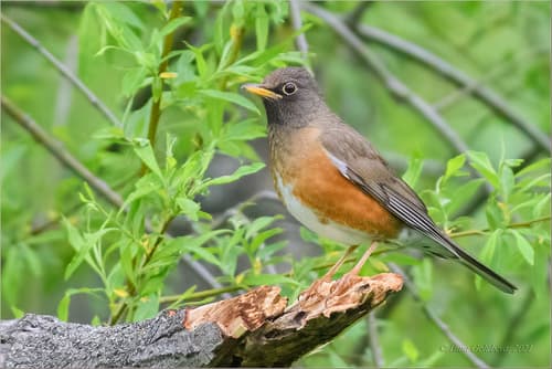 Brown-headed Thrush