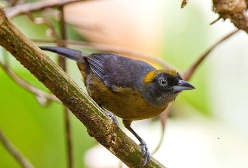 Dusky-faced Tanager