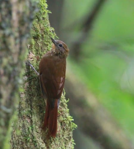 Wedge-billed Woodcreeper