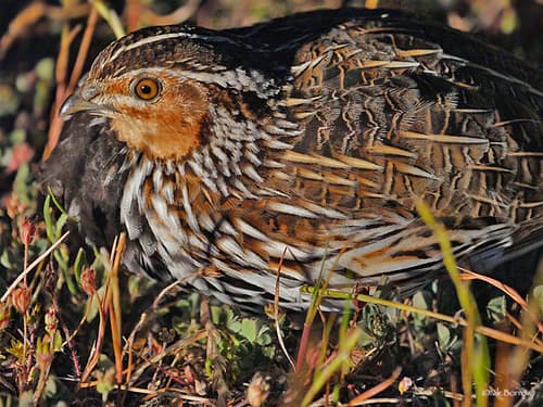 Stubble Quail