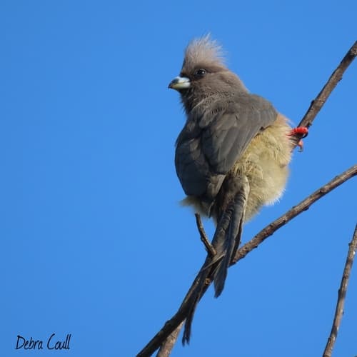 White-backed Mousebird