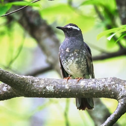 Siberian Thrush