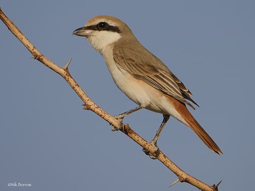 Red-tailed Shrike