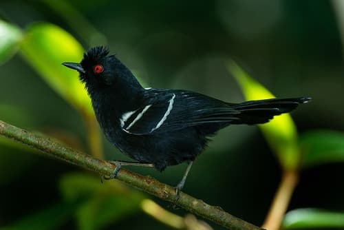 White-shouldered Fire-eye