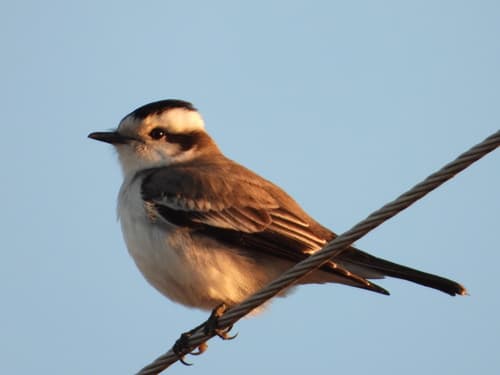 Black-crowned Monjita