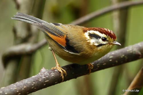 Rufous-winged Fulvetta