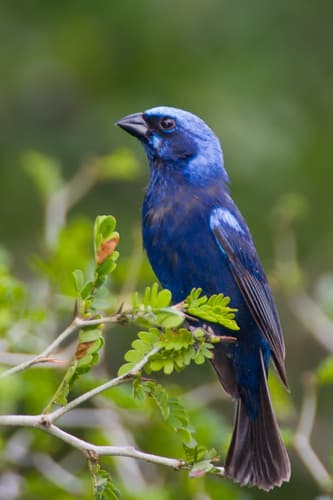 Blue Bunting