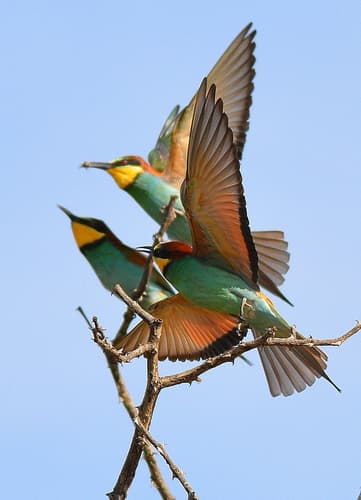 European Bee-eater