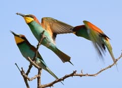 European Bee-eater