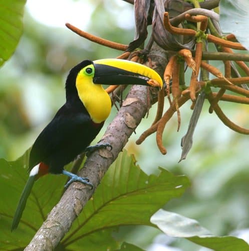 Chocó Toucan