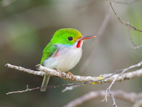 Cuban Tody