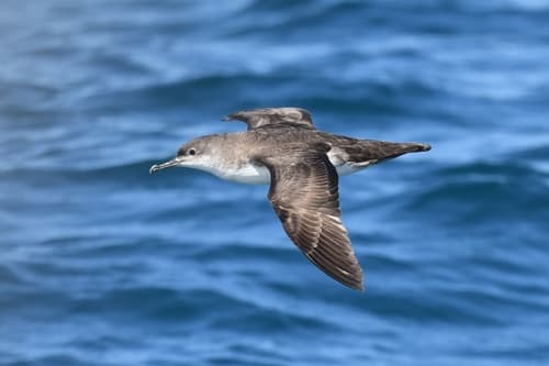 Yelkouan Shearwater