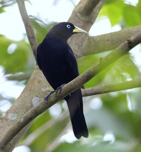 Scarlet-rumped Cacique