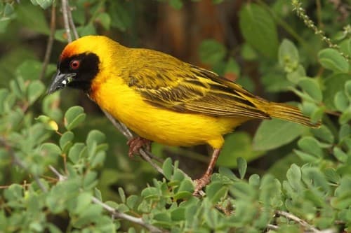 Vitelline Masked-Weaver