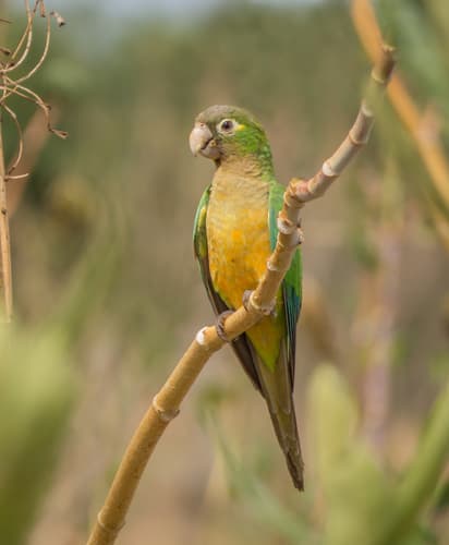 Cactus Parakeet