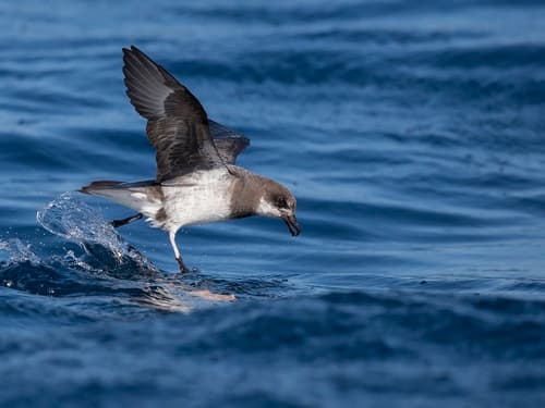 Soft-plumaged Petrel