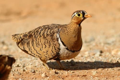 Black-faced Sandgrouse