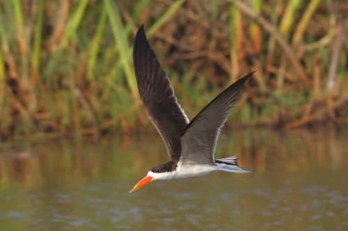 African Skimmer
