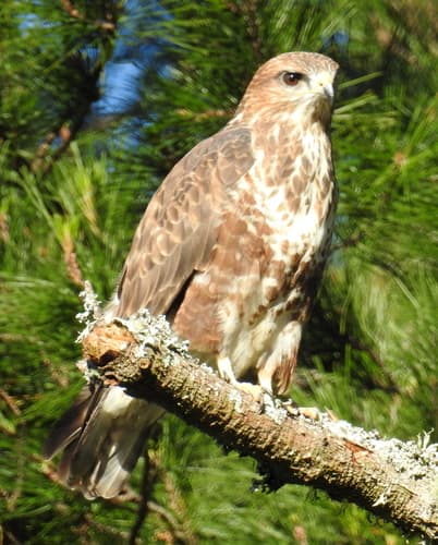 Forest Buzzard