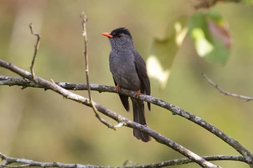 Malagasy Bulbul