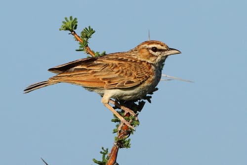Fawn-colored Lark