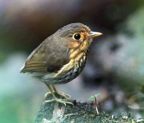 Ochre-breasted Antpitta