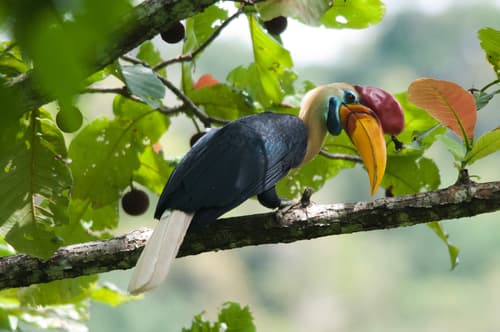 Knobbed Hornbill