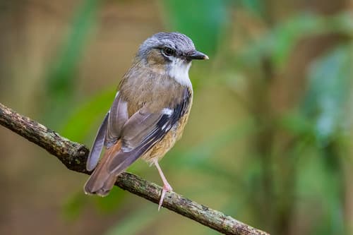 Grey-headed Robin