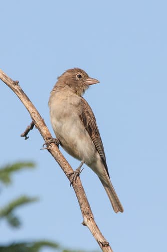 Yellow-spotted Bush Sparrow