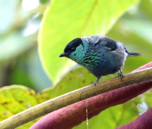 Black-capped Tanager