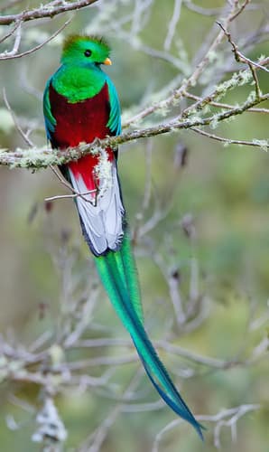 Resplendent Quetzal