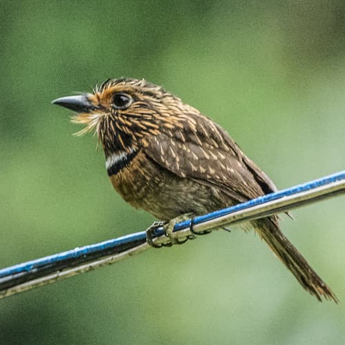 Crescent-chested Puffbird