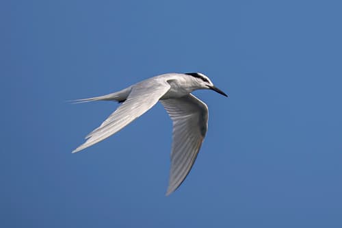 Black-naped Tern