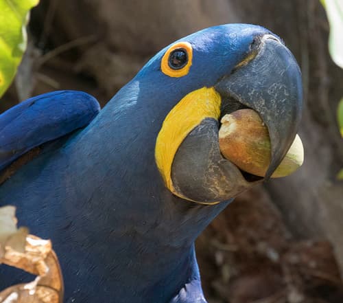 Hyacinth Macaw