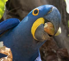 Hyacinth Macaw