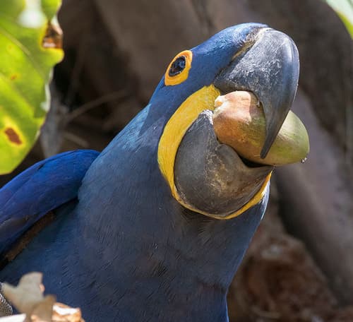 Hyacinth Macaw