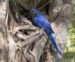Hyacinth Macaw