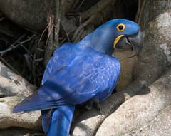 Hyacinth Macaw